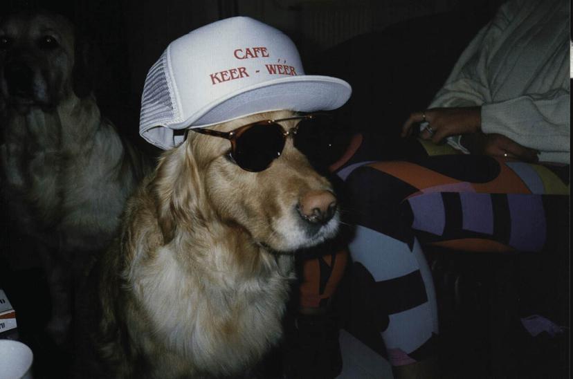 Keerweer June de hond van Piet,